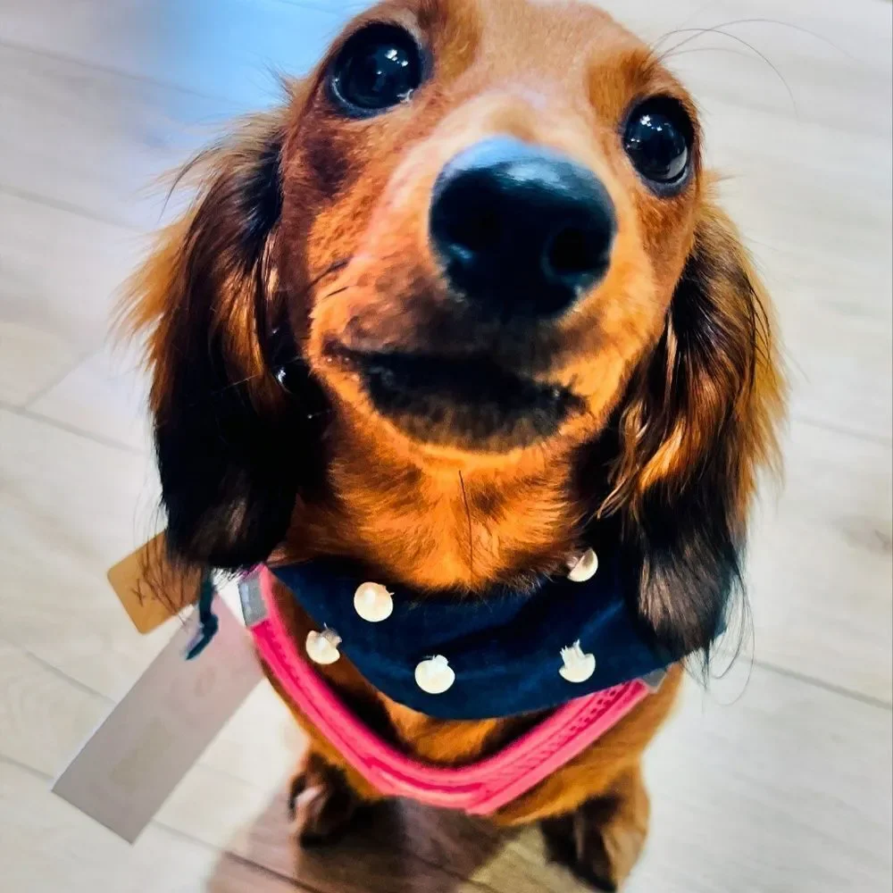 The Marilyn Denim & Pearl Dog Bandana Blue and White